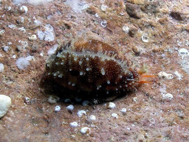 Cypraea gracilis